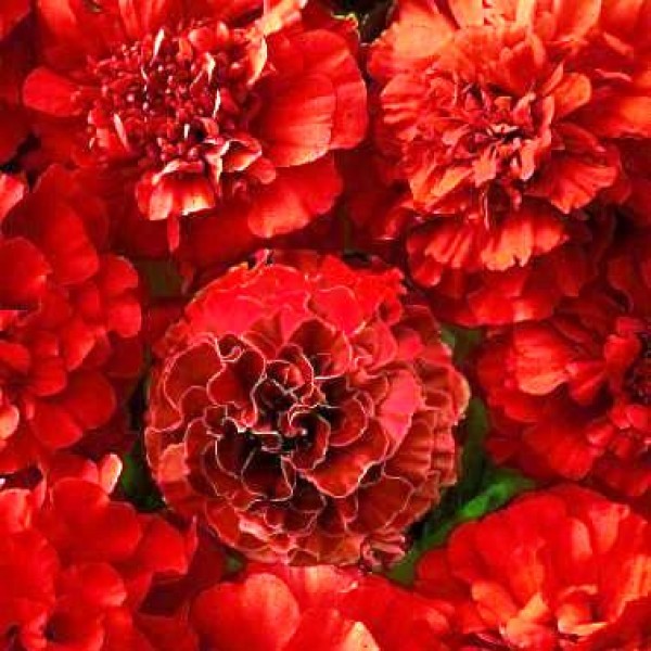Omaxe Marigold DBL. Red Cherry (50 seeds)